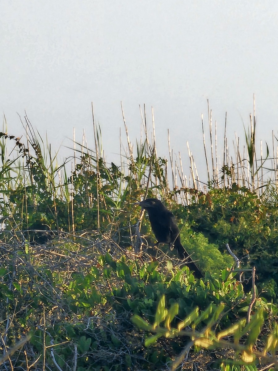 Groove-billed Ani - ML623876583