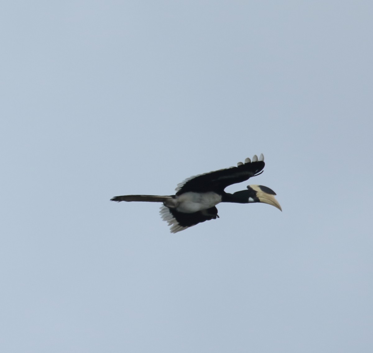 Malabar Pied-Hornbill - ML623876592