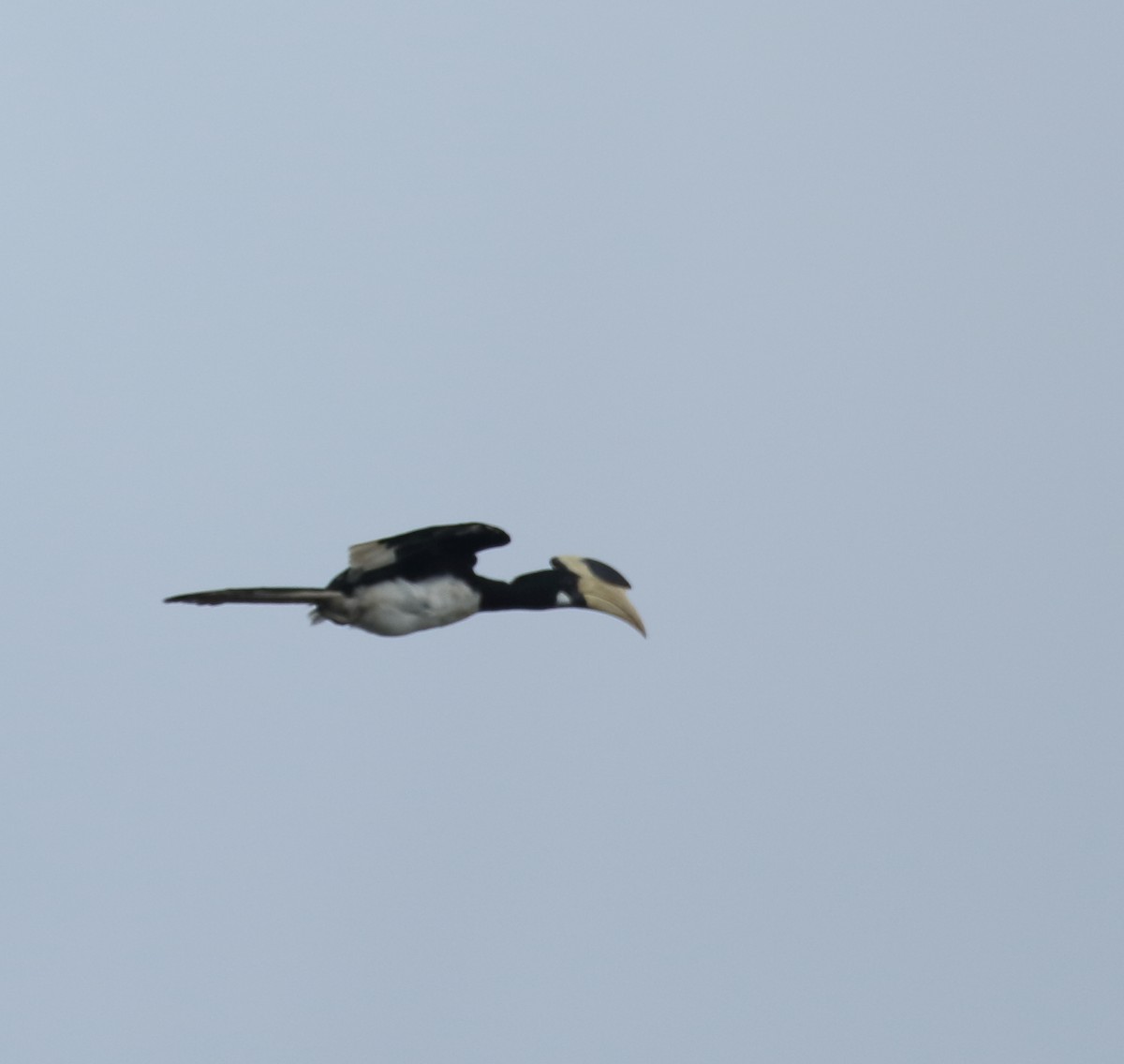 Malabar Pied-Hornbill - ML623876594