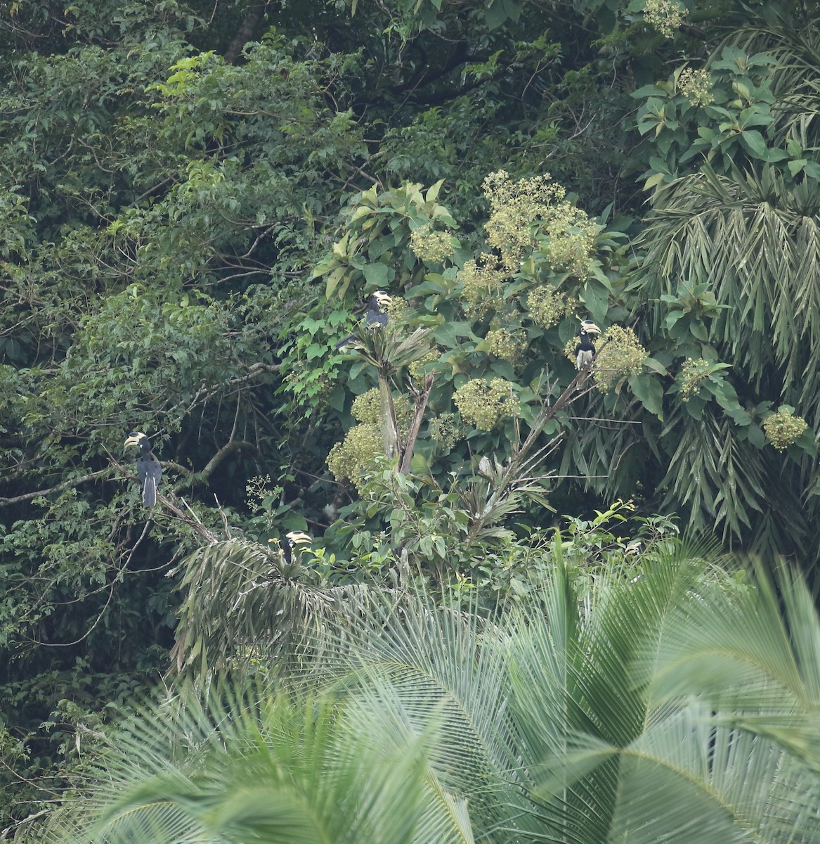 Malabar Pied-Hornbill - ML623876598