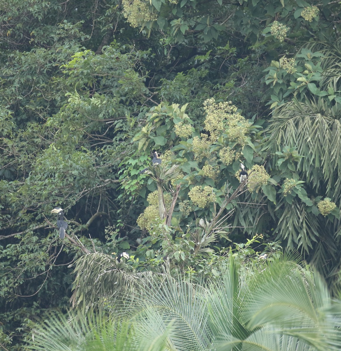 Malabar Pied-Hornbill - Savio Fonseca (www.avocet-peregrine.com)