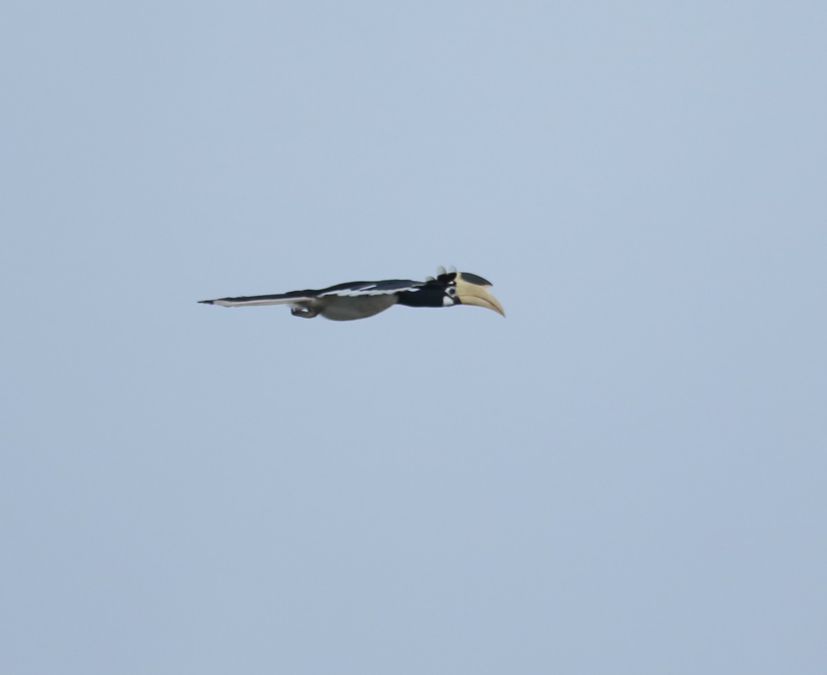 Malabar Pied-Hornbill - ML623876601