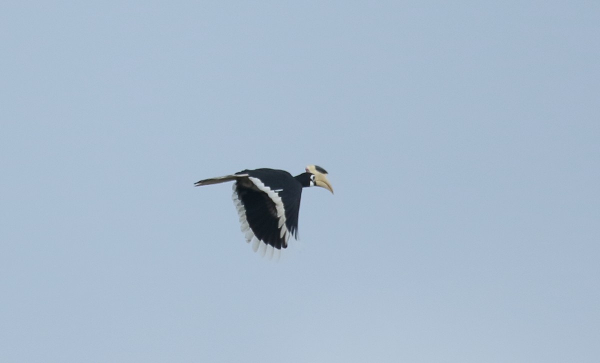 Malabar Pied-Hornbill - ML623876602