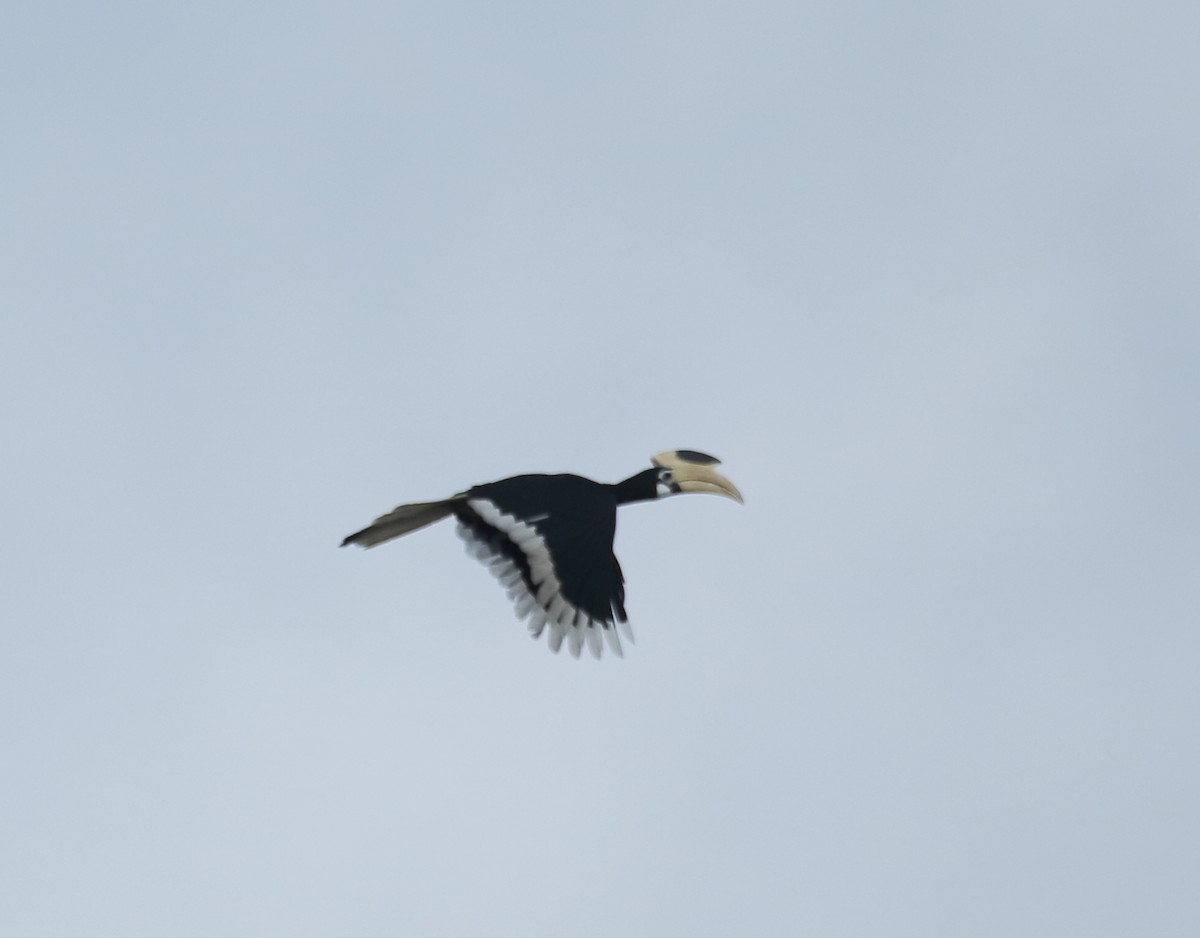 Malabar Pied-Hornbill - ML623876603