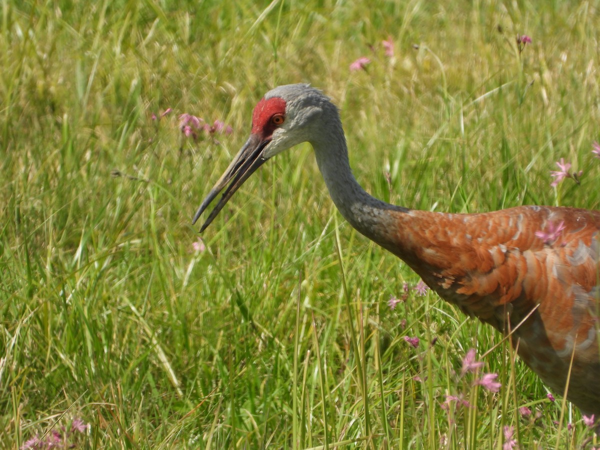 Sandhill Crane - ML623876606