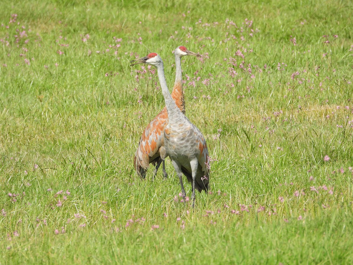 Sandhill Crane - Marc Roy