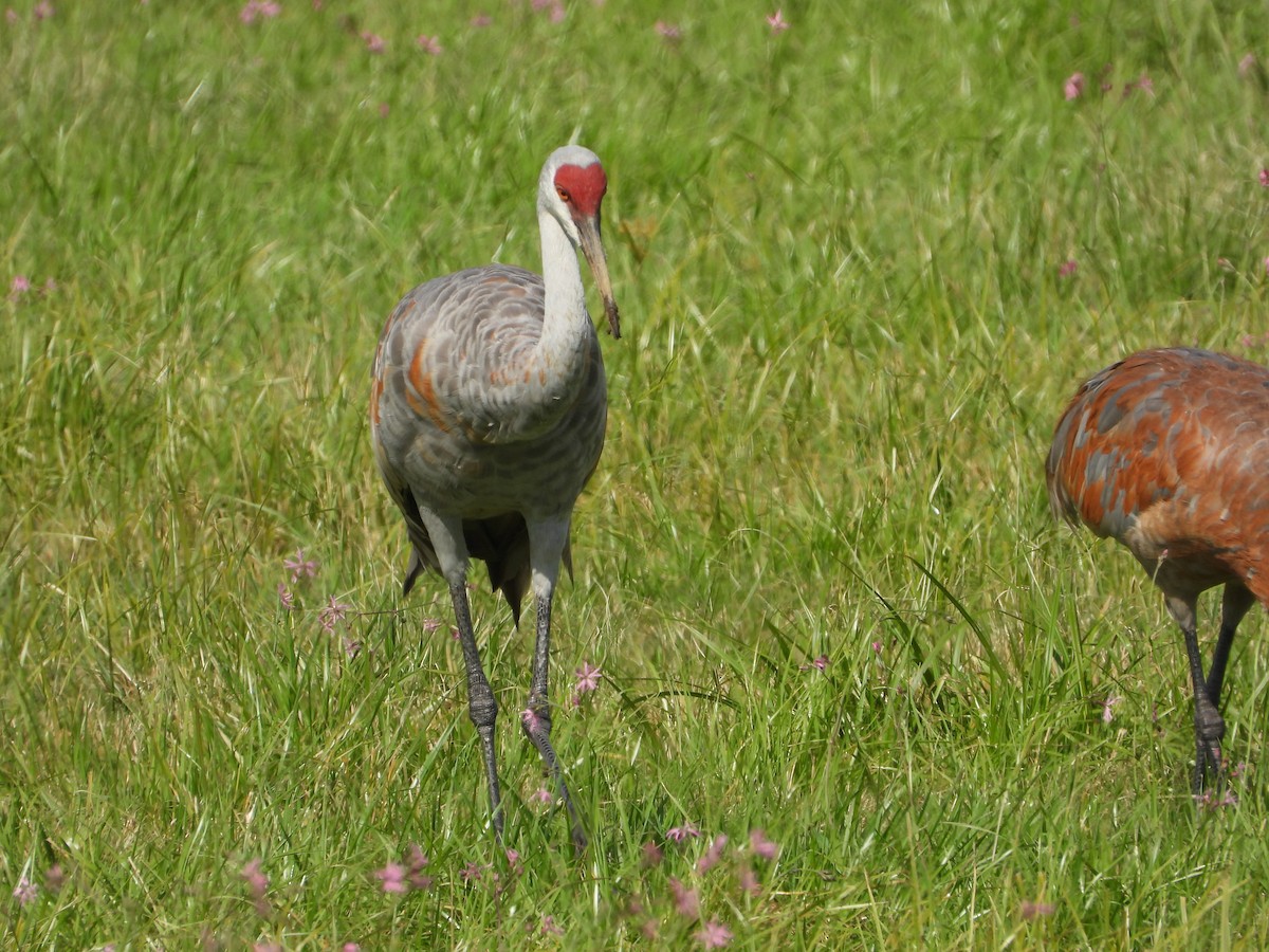 Sandhill Crane - ML623876608