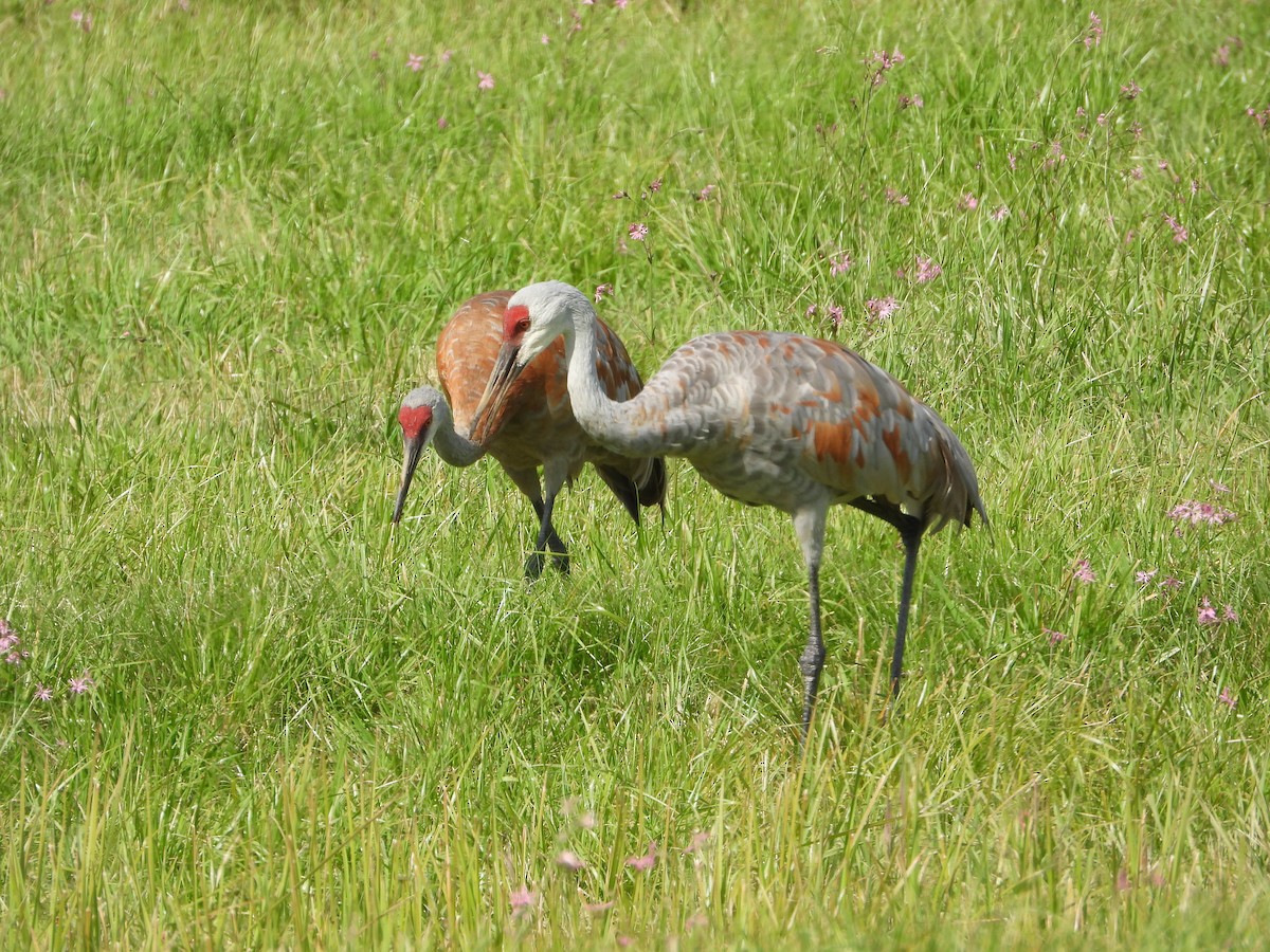 Sandhill Crane - ML623876609