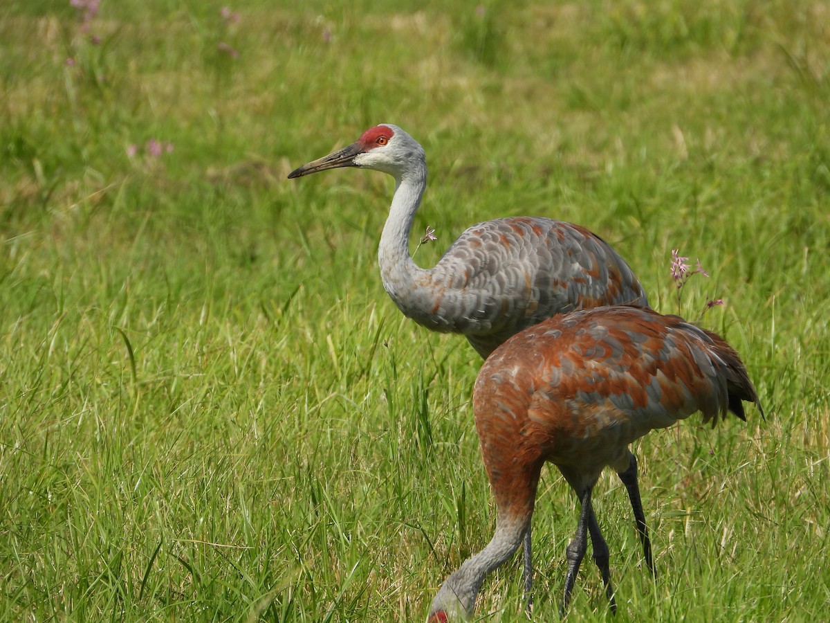 Sandhill Crane - ML623876610