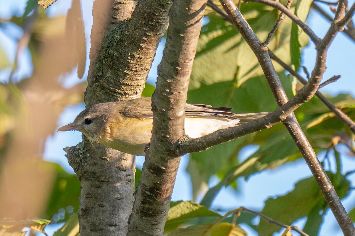 Warbling Vireo (Eastern) - ML623876611