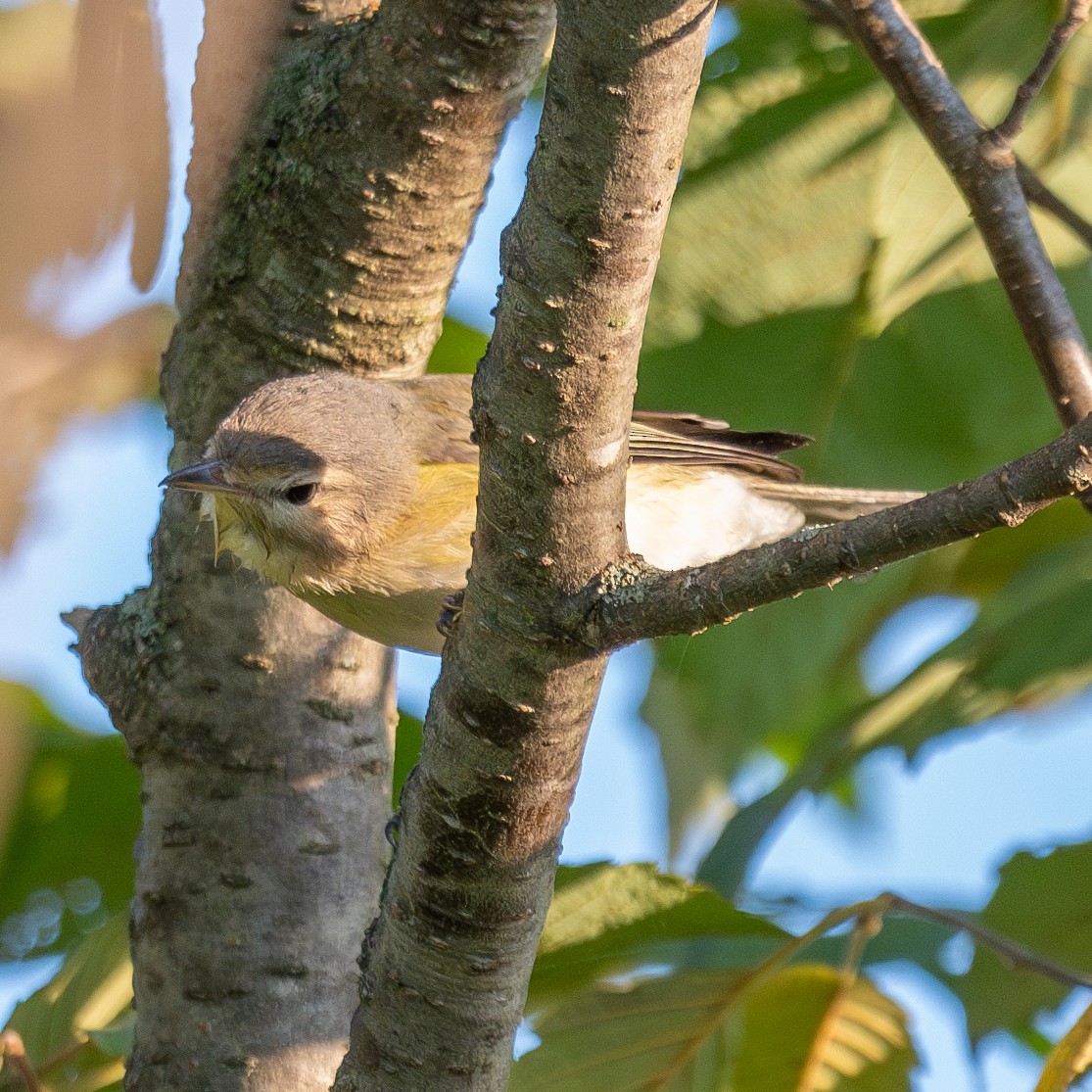 Warbling Vireo (Eastern) - ML623876612