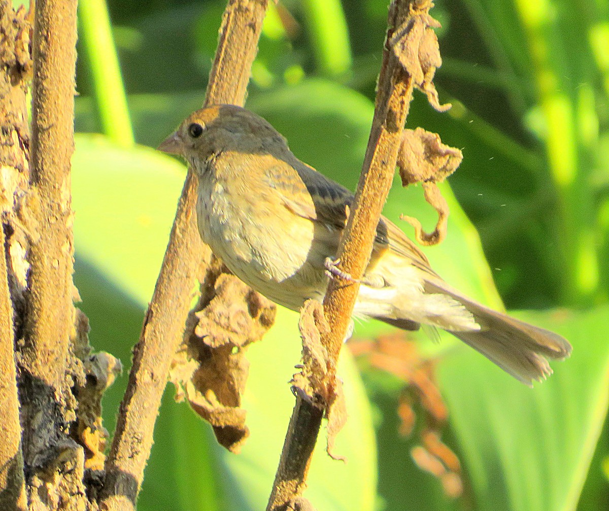 Indigo Bunting - ML623876616