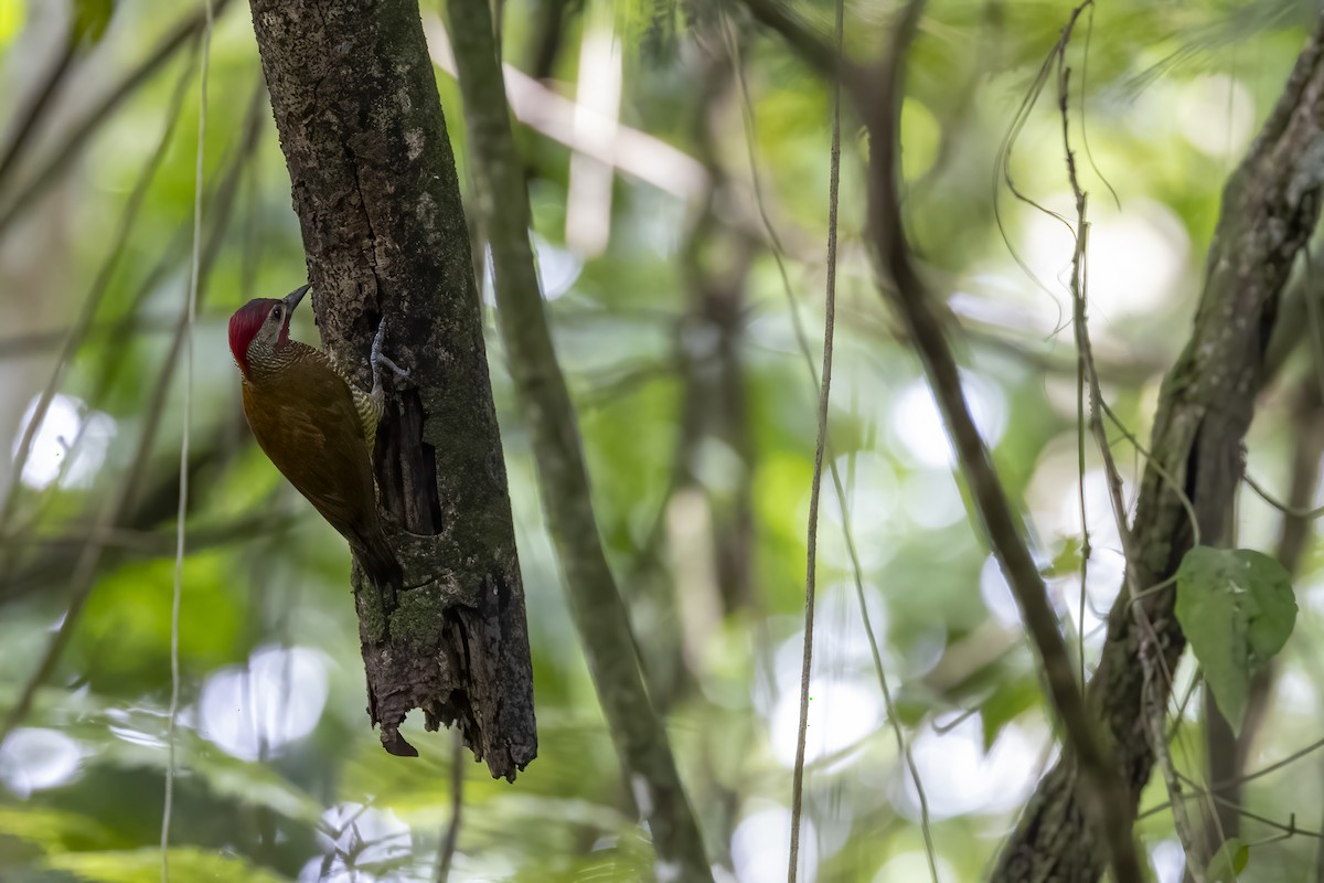 Golden-olive Woodpecker - ML623876620