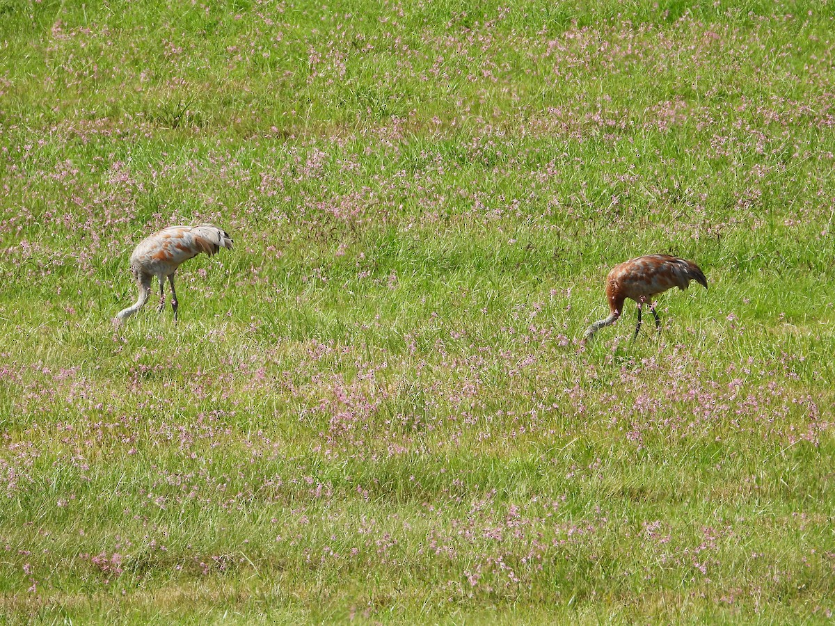 Sandhill Crane - ML623876628