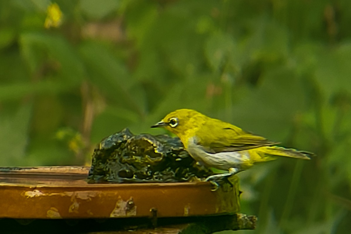 Indian White-eye - ML623876632