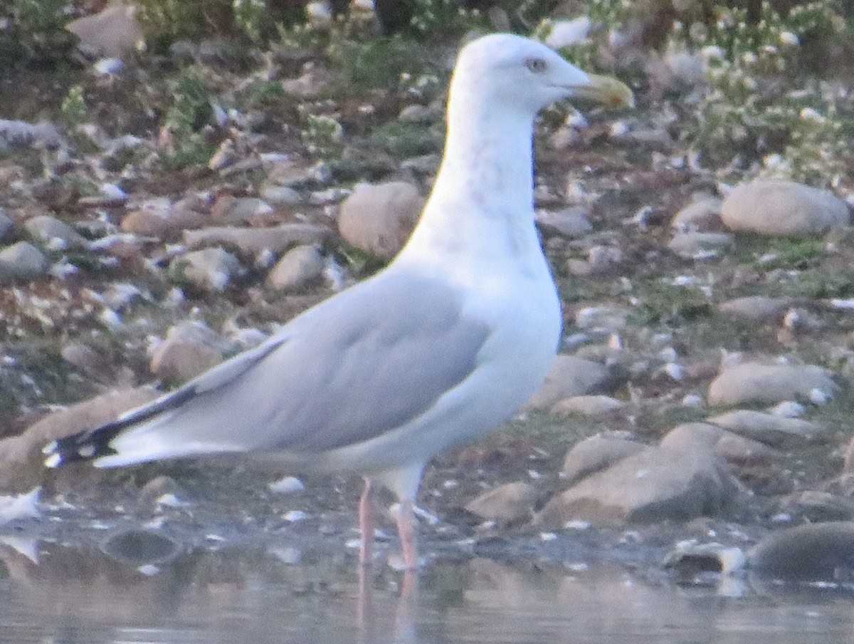 Herring Gull (American) - ML623876645