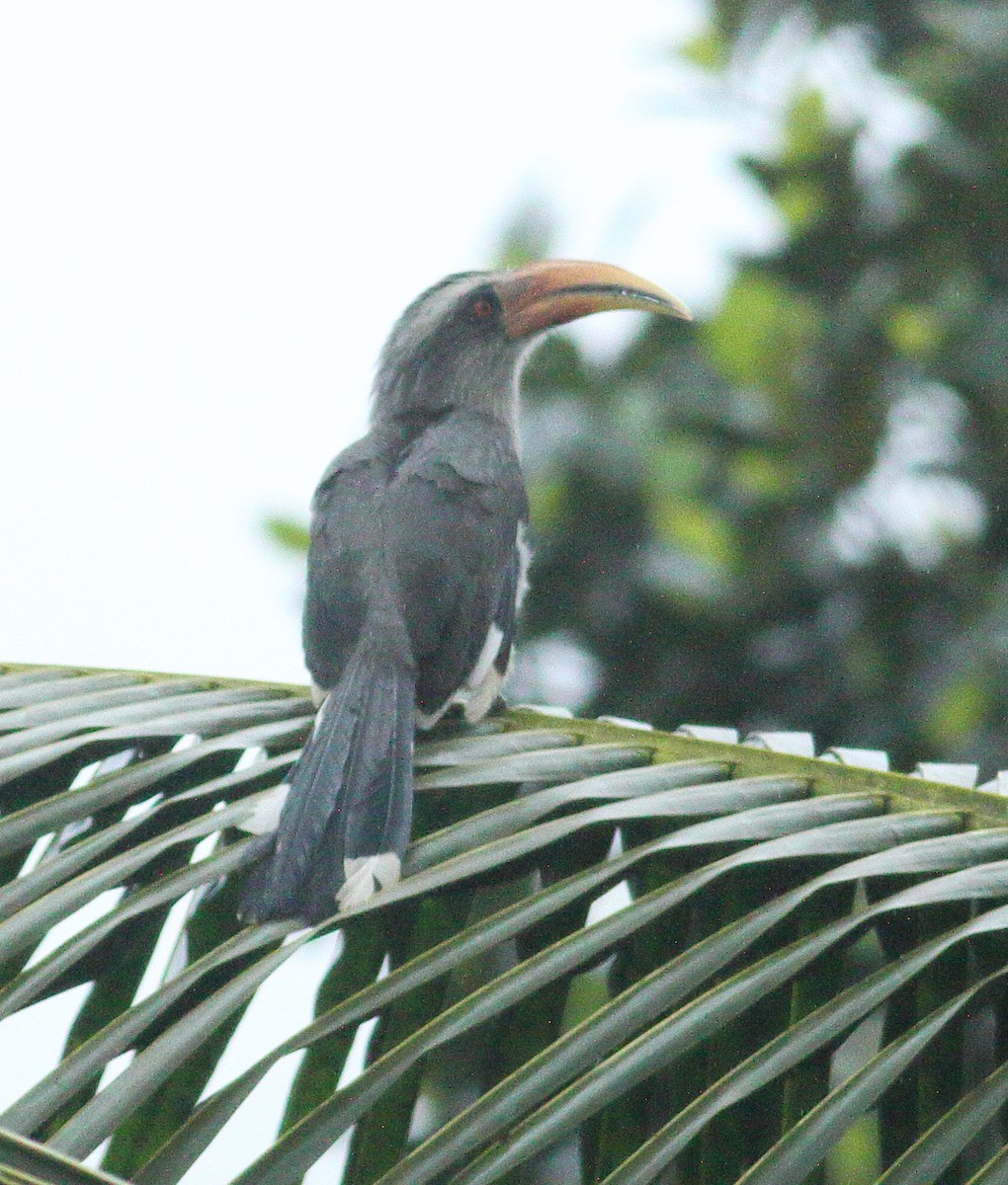 Malabar Gray Hornbill - ML623876646