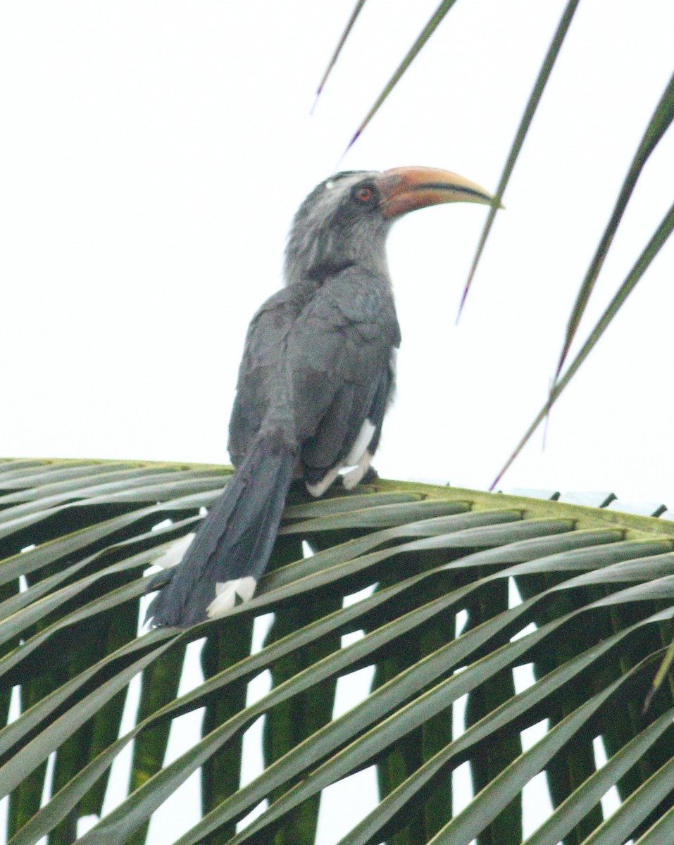 Malabar Gray Hornbill - ML623876649