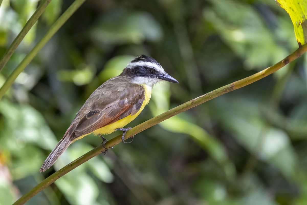 Great Kiskadee - ML623876652