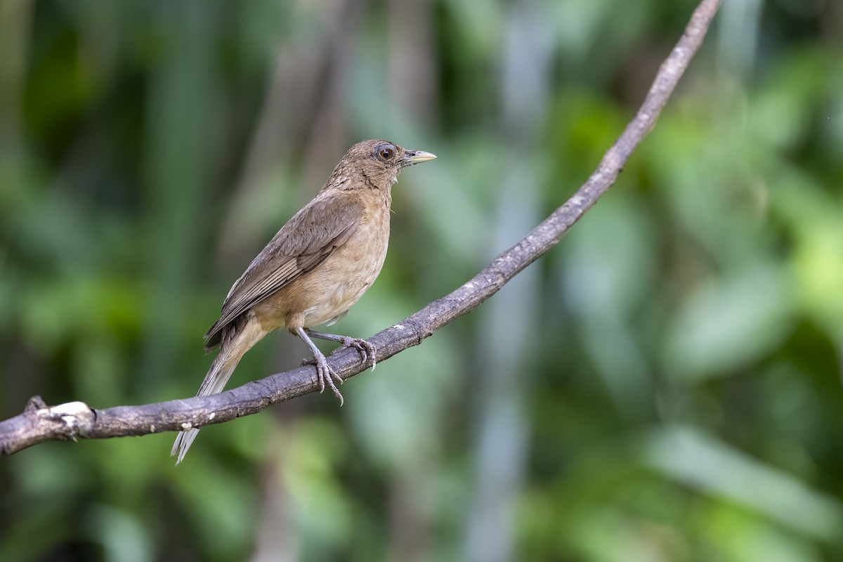 Clay-colored Thrush - ML623876661