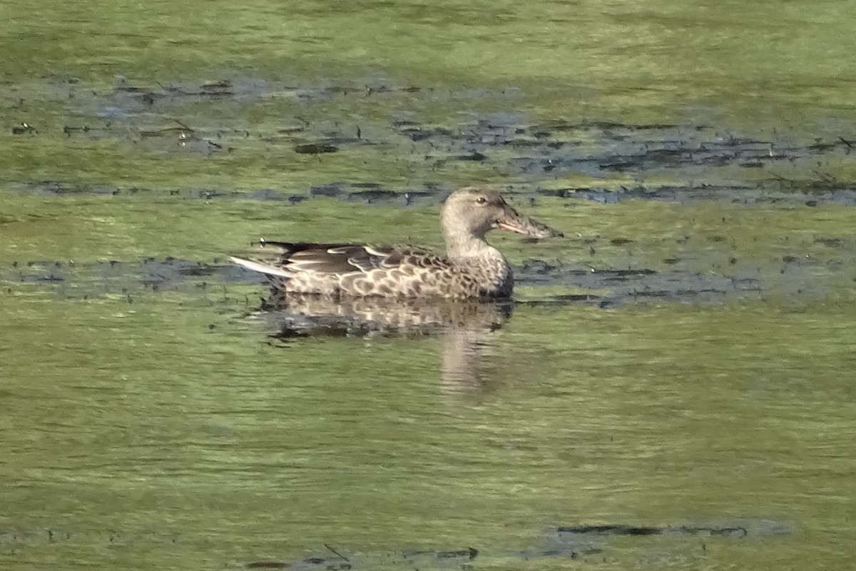 Northern Shoveler - ML623876664