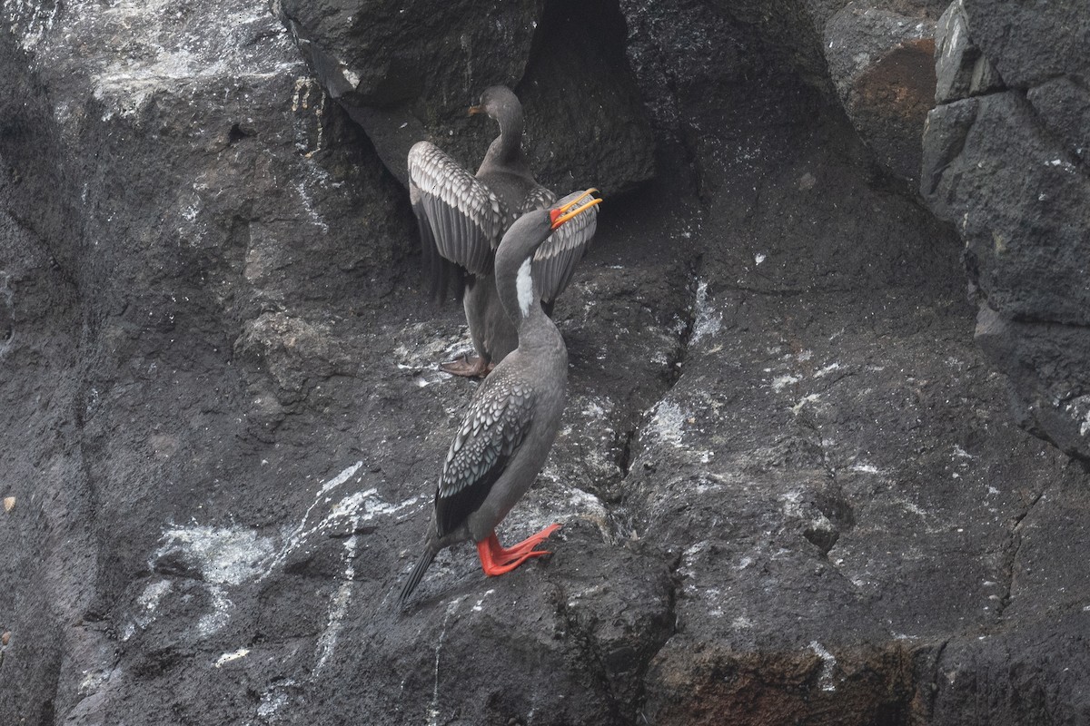 Red-legged Cormorant - ML623876665