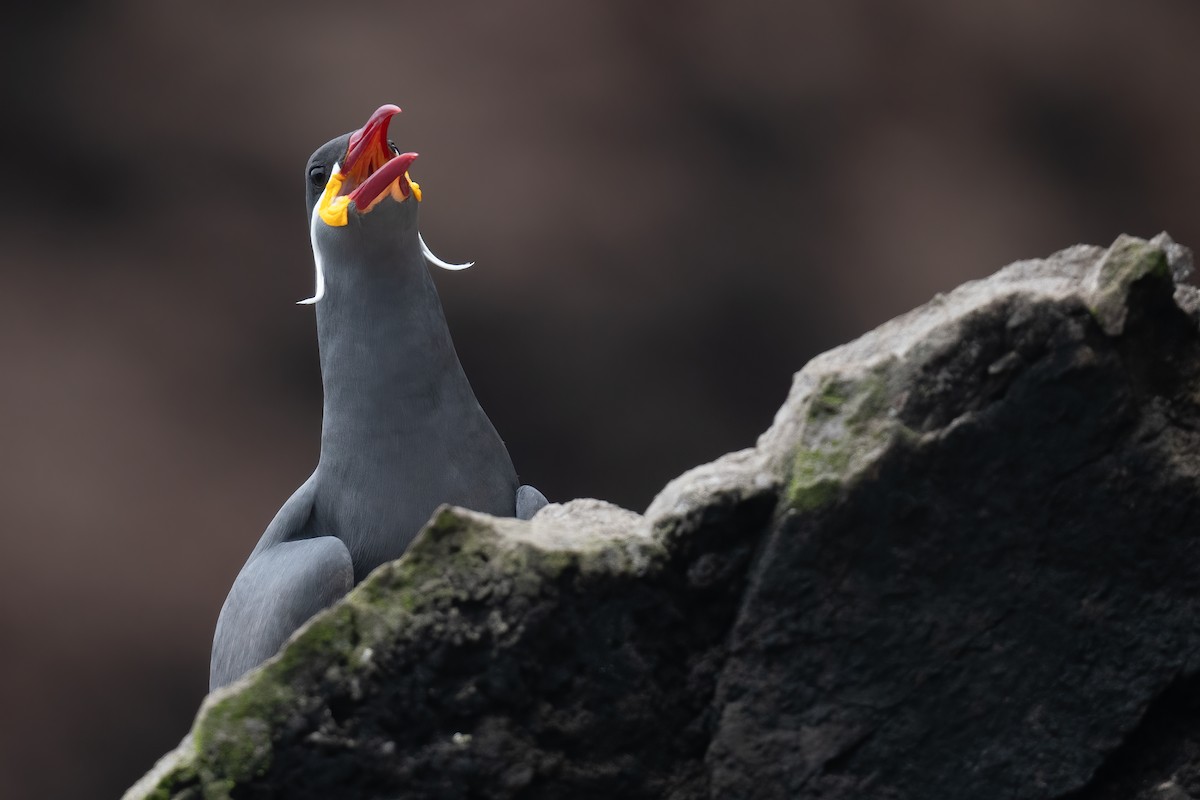 Inca Tern - ML623876699