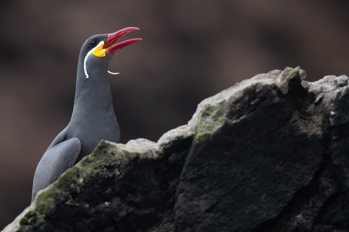 Inca Tern - ML623876700