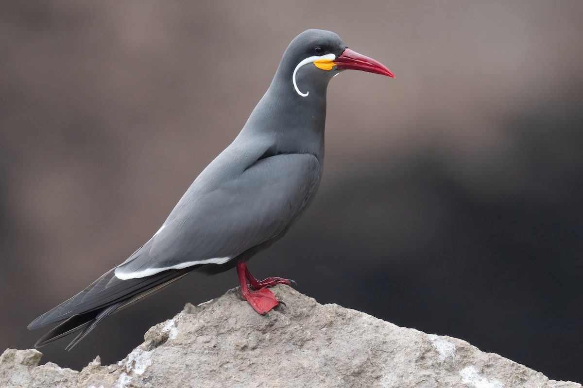 Inca Tern - ML623876701