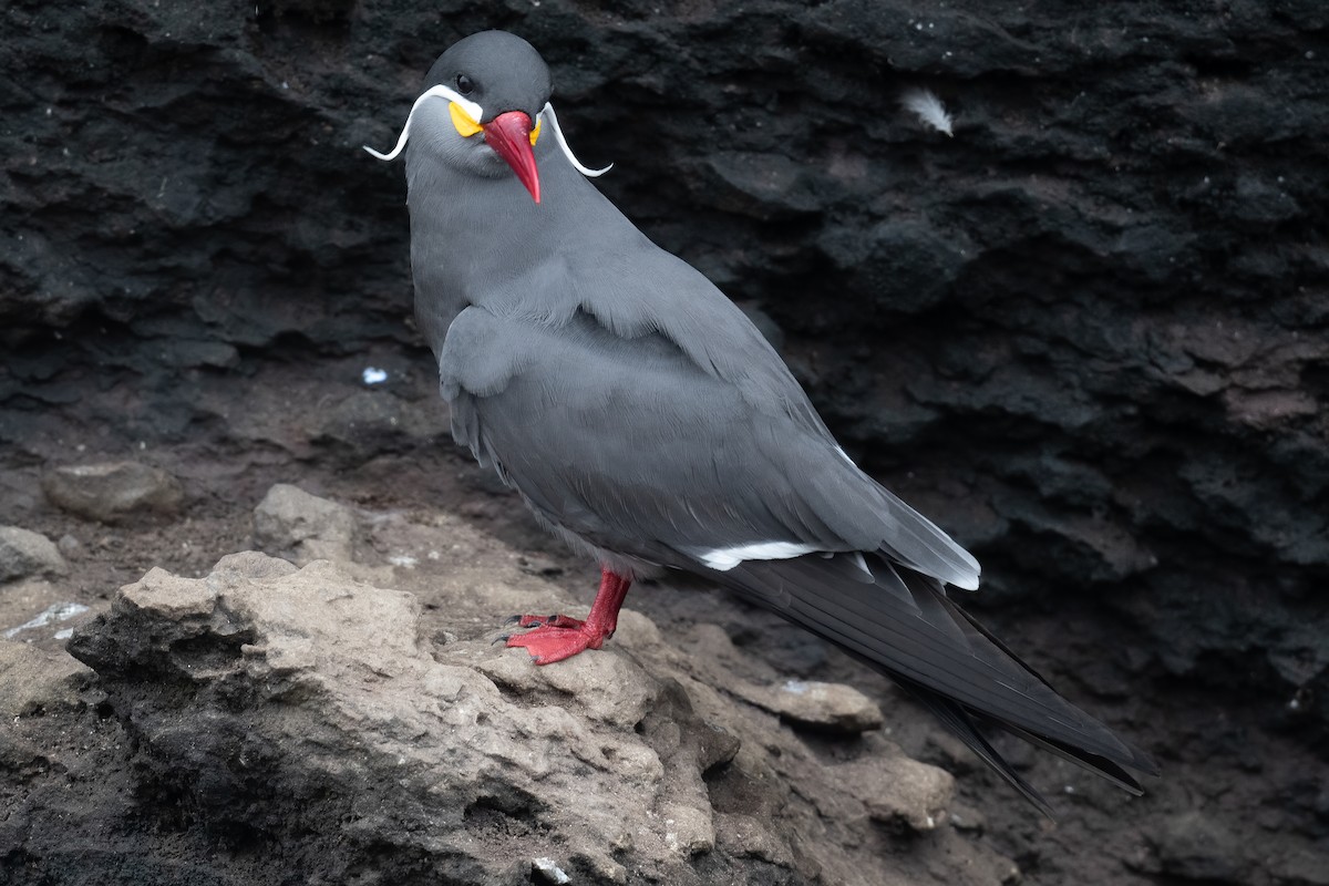 Inca Tern - ML623876702