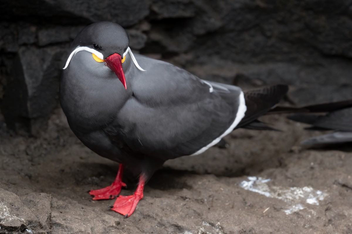 Inca Tern - ML623876703