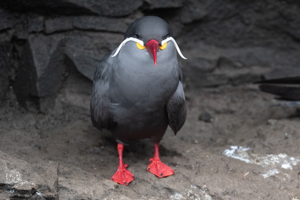 Inca Tern - ML623876704