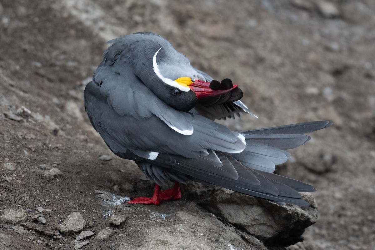 Inca Tern - ML623876705