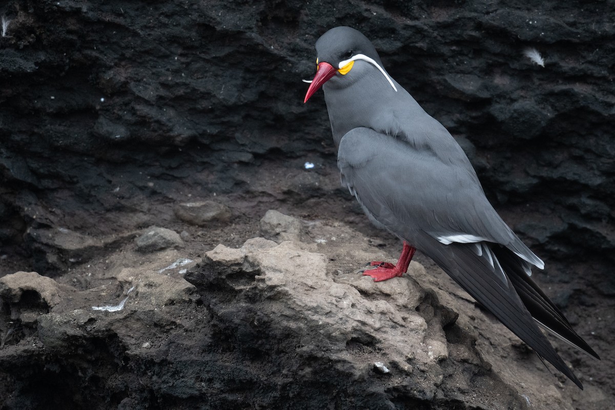 Inca Tern - ML623876707