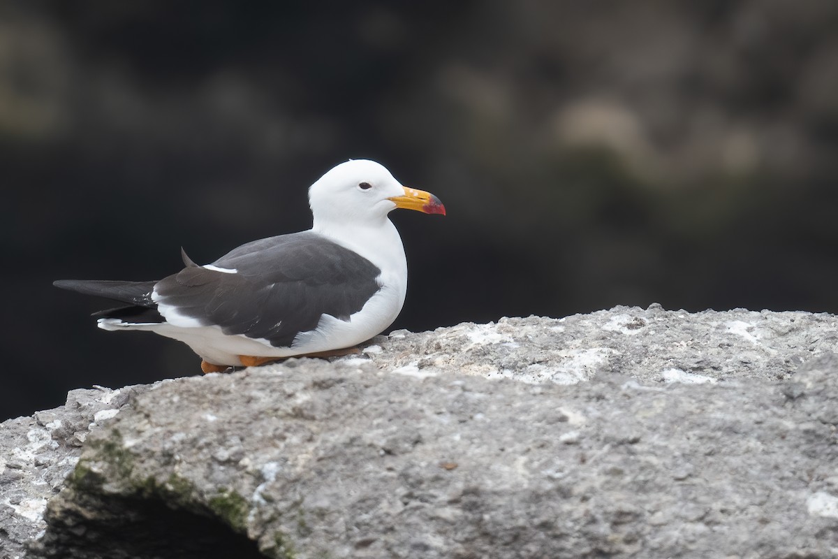 Belcher's Gull - ML623876710