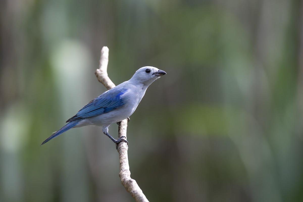 Blue-gray Tanager - ML623876712