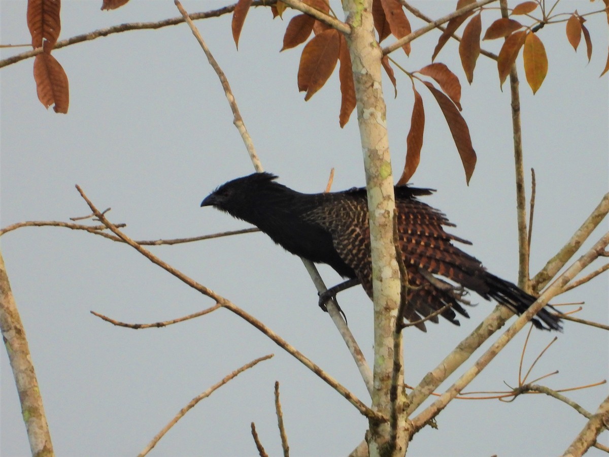 Pheasant Coucal - ML623876715