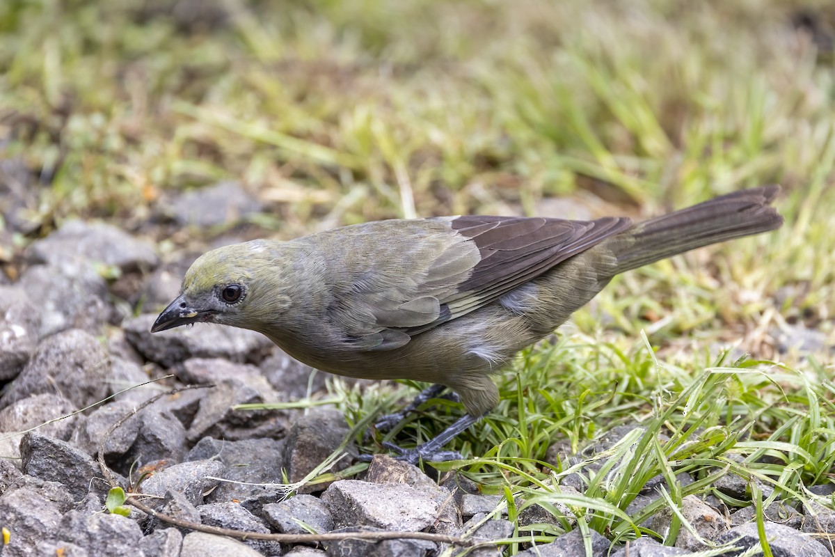 Palm Tanager - Nicholas March