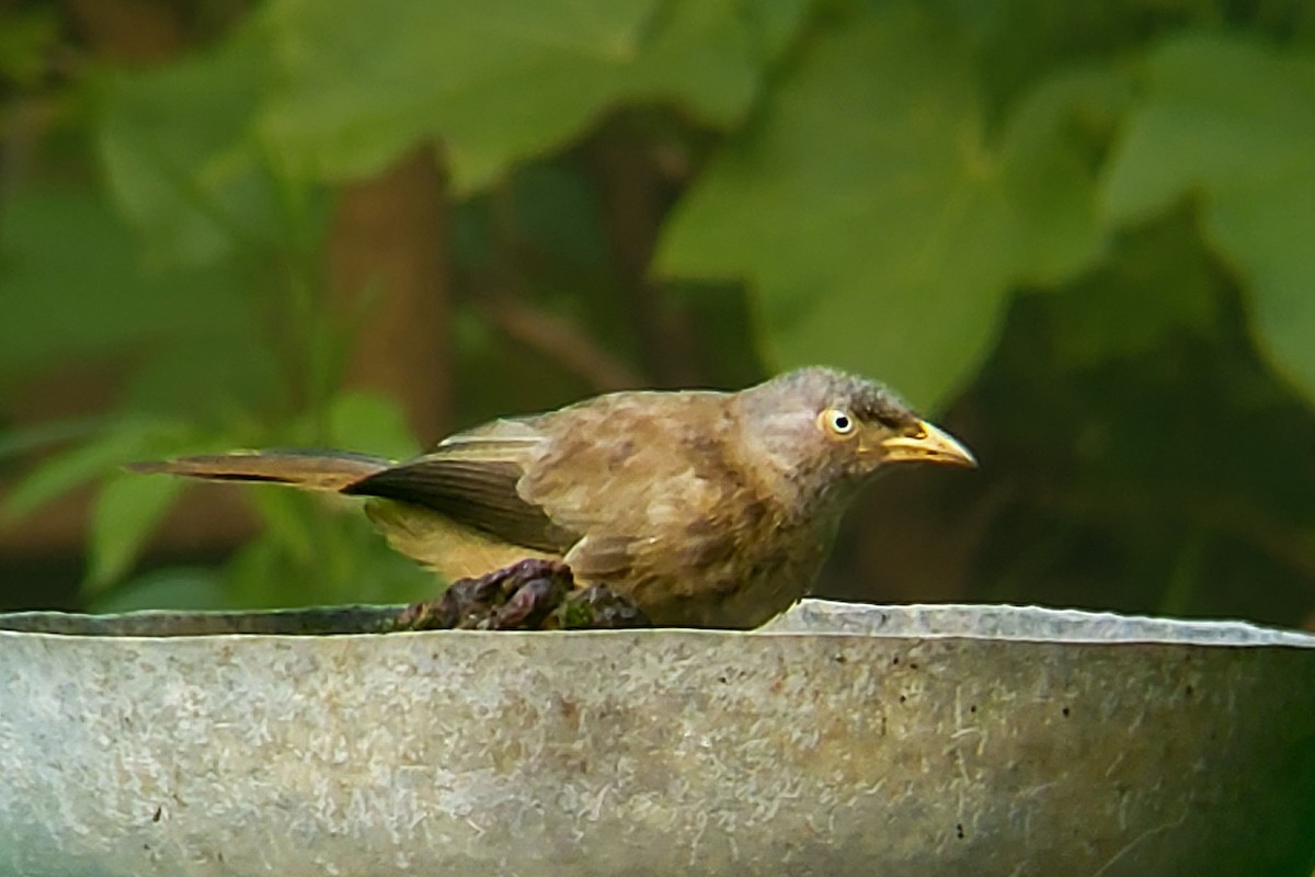 Jungle Babbler - ML623876732