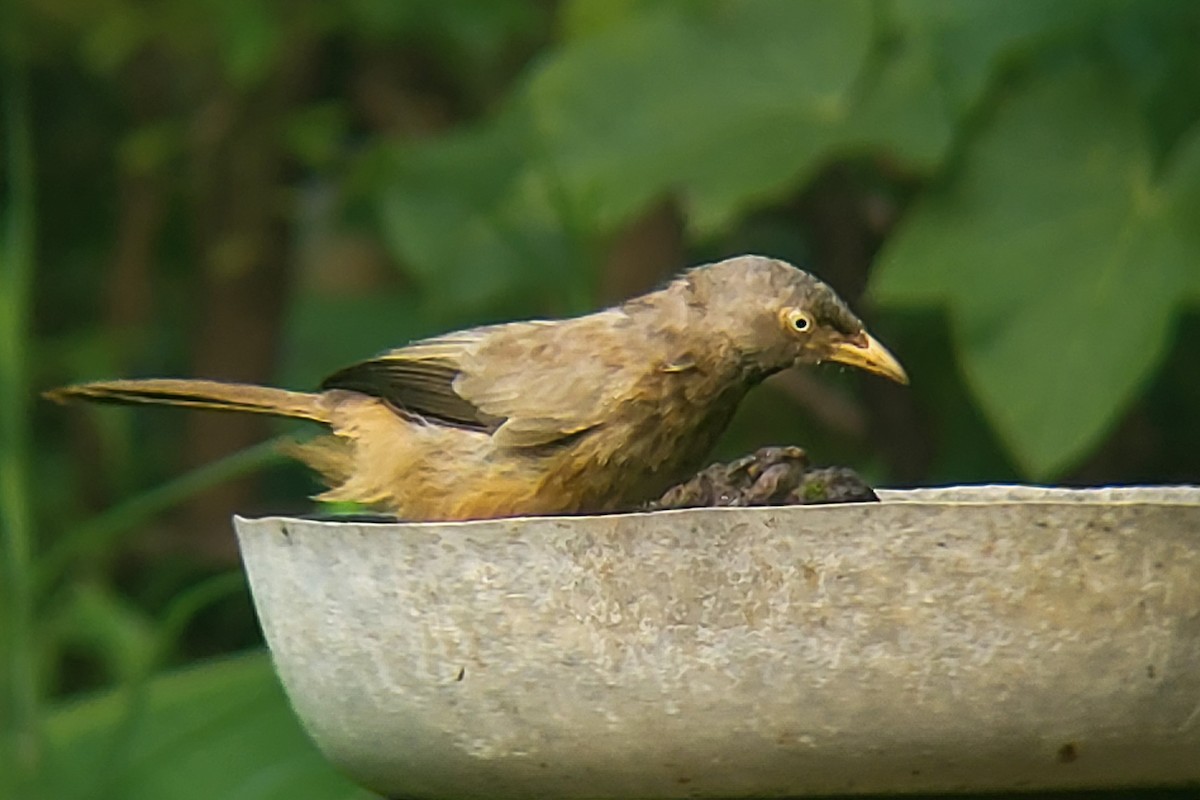 Jungle Babbler - ML623876733