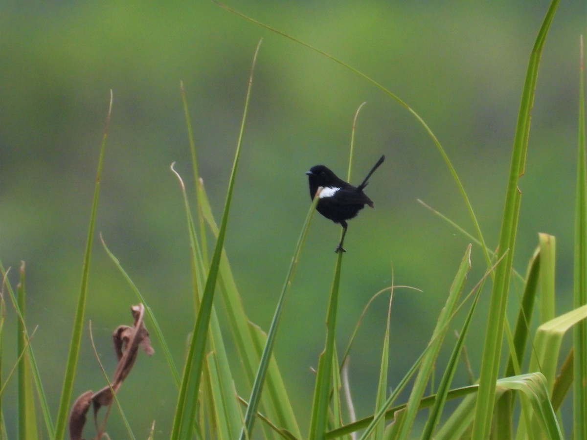 White-shouldered Fairywren - ML623876738