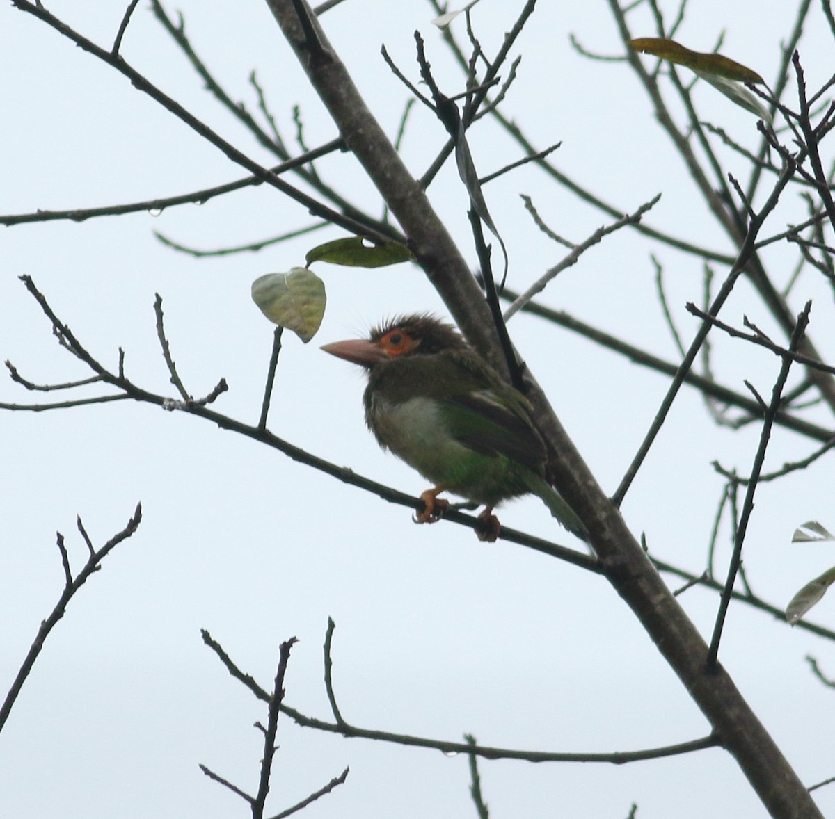 Braunkopf-Bartvogel - ML623876739