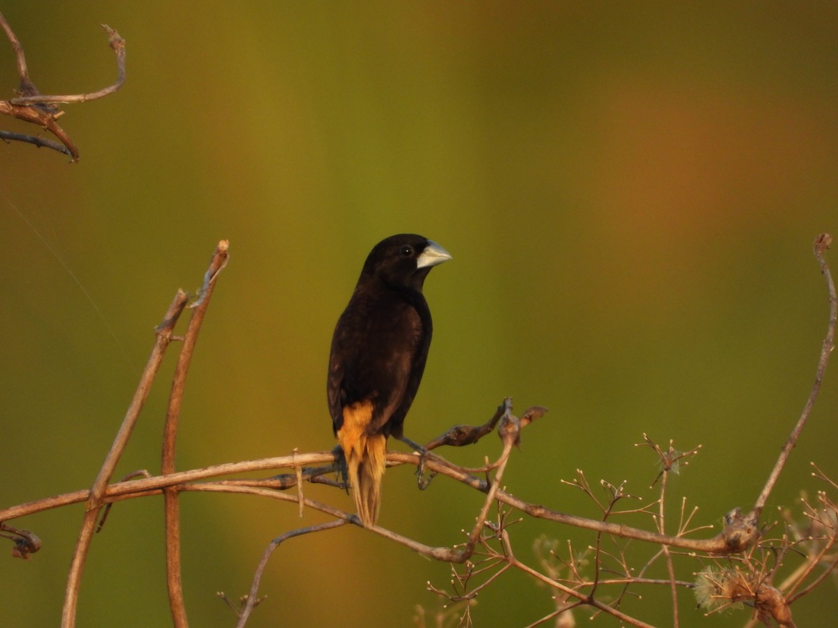 Black Munia - ML623876762