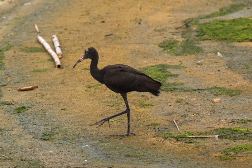 Glossy Ibis - Damien Ramos