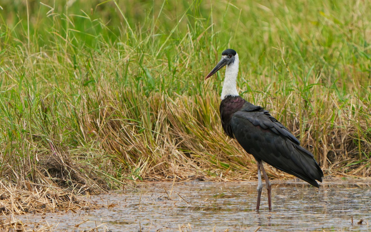 Asian Woolly-necked Stork - ML623876773