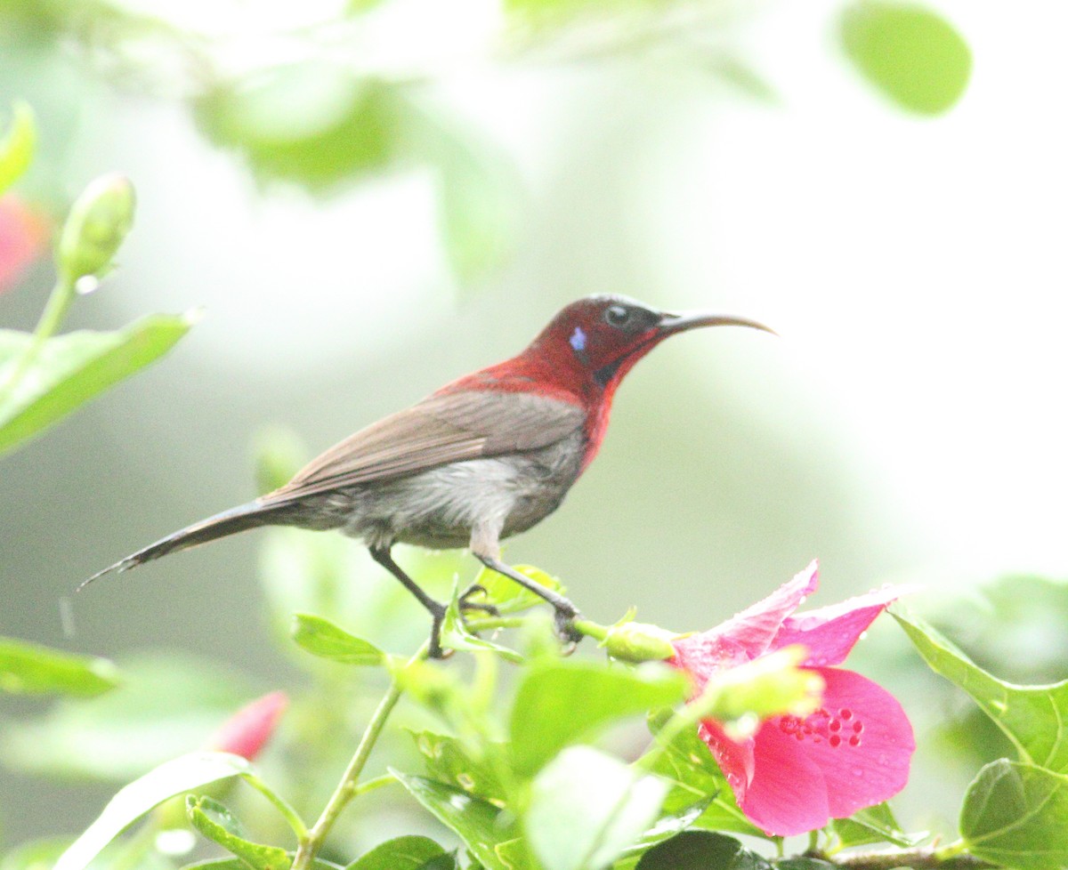 Vigors's Sunbird - ML623876791