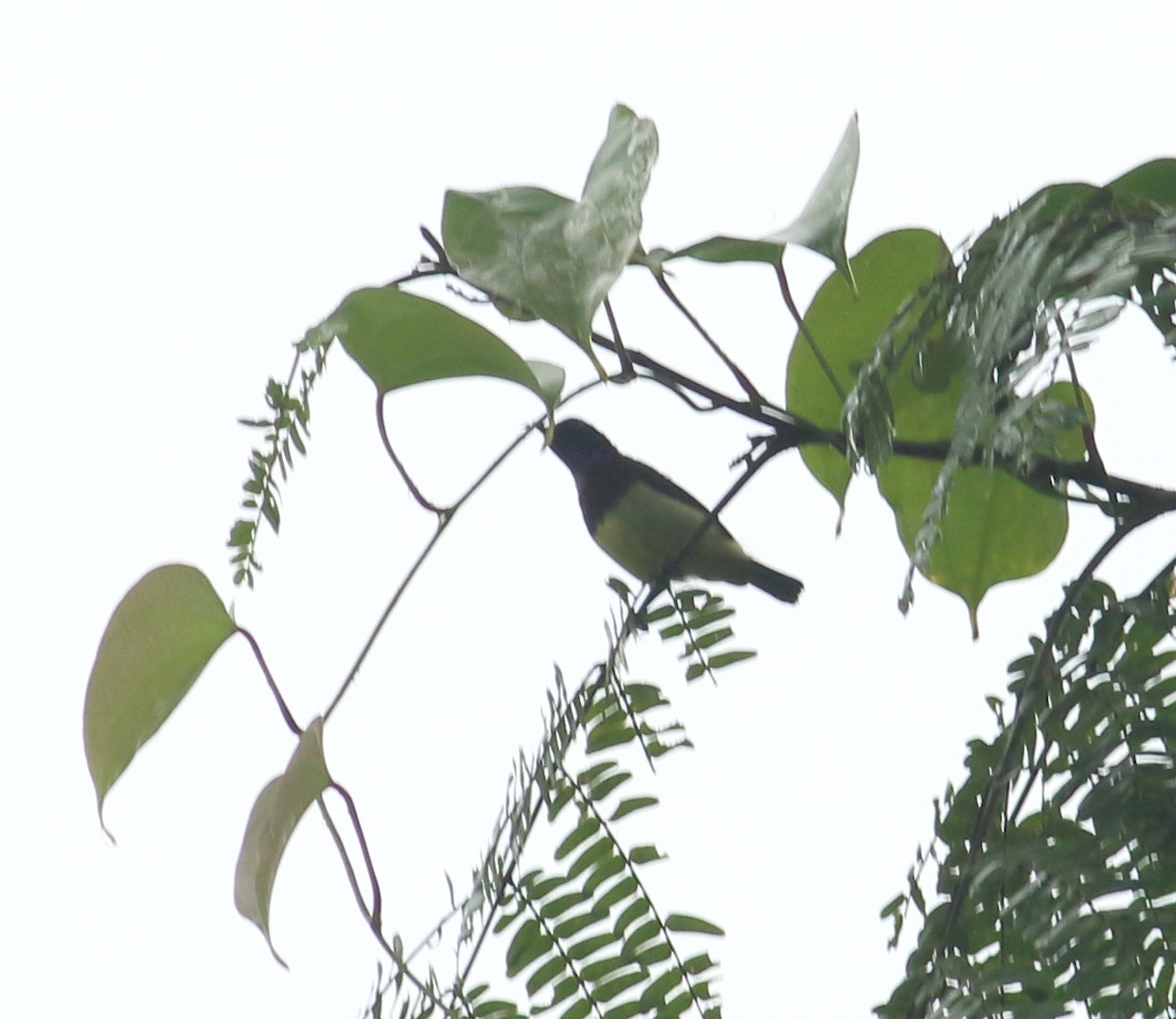 Crimson-backed Sunbird - ML623876854