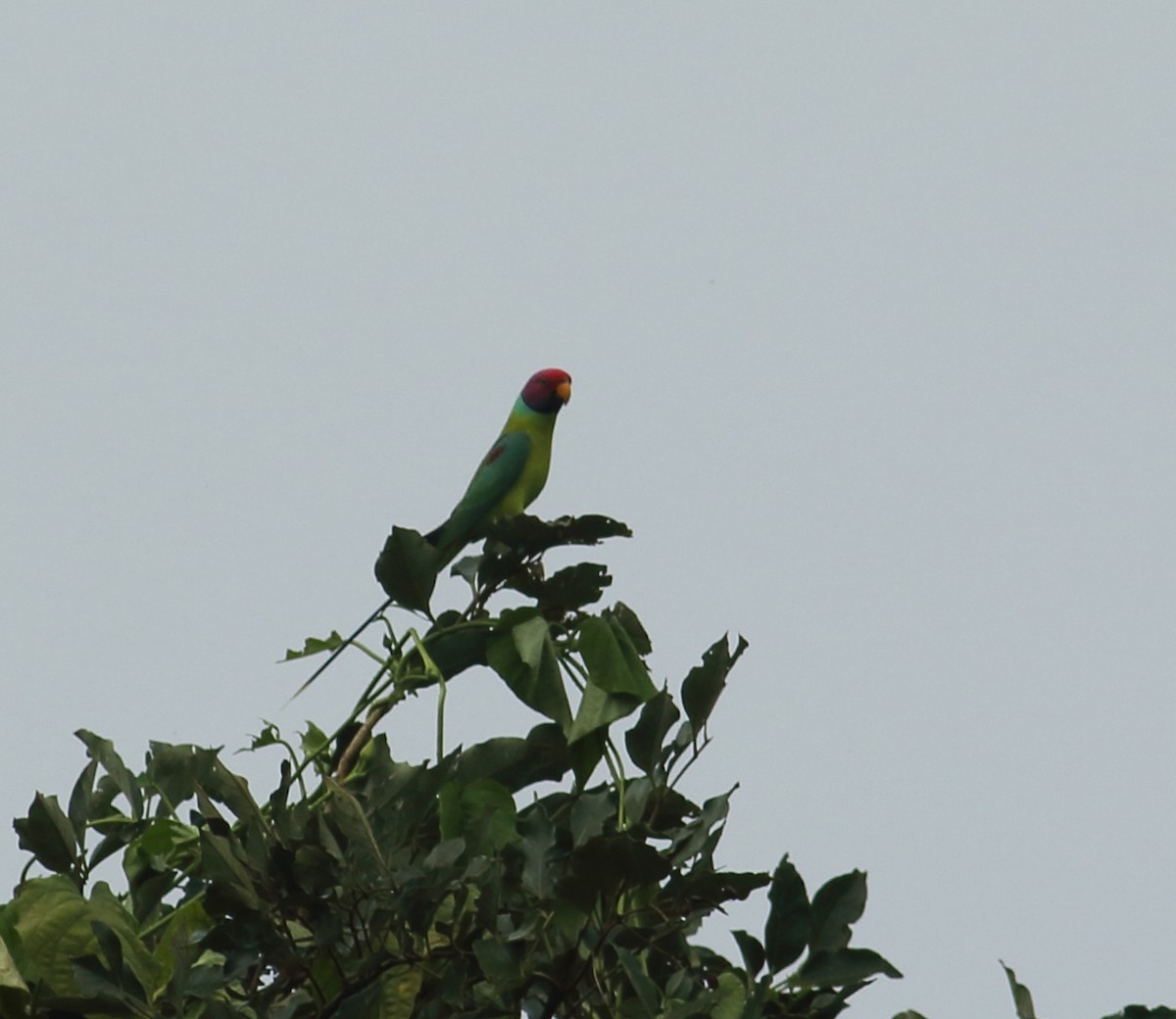 Plum-headed Parakeet - ML623876856