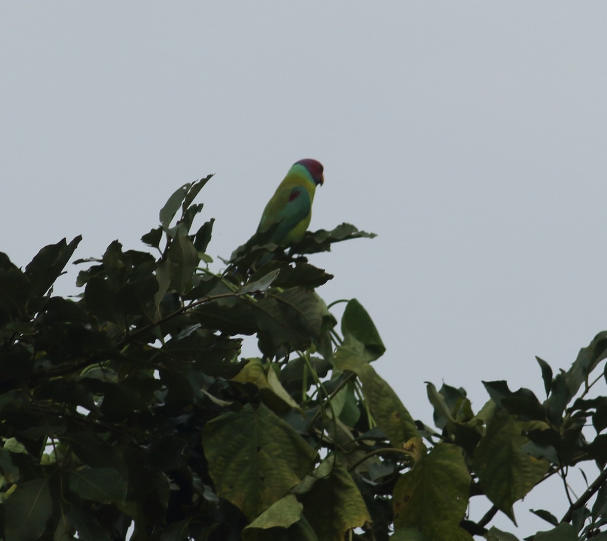 Plum-headed Parakeet - ML623876858