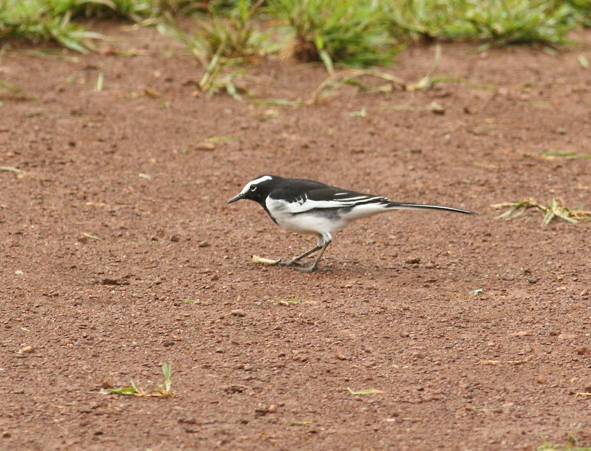 White-browed Wagtail - ML623876863